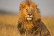MAASAI MARA